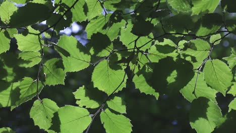 Backlit-Hazel-Leaves-on-tree.-September.-British-Isles