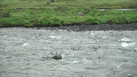 Flock-Of-Barnacle-Geese-Swimming-And-Crossing-In-The-River-With-Fast-moving-Water