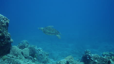 Beautiful-young-turtle-swimming-in-the-ocean's-water-column-and-disappearing-behind-a-rock