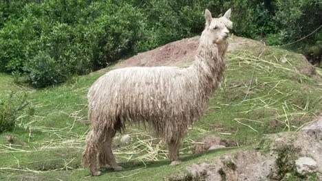 White-Lama-Eating-Hay-In-Peru