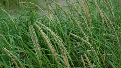 Closeup-Up-Of-Lyme-Grass-Swaying-With-The-Wind