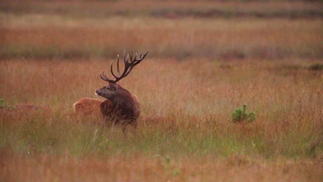 Red-deer-stag-with-big-antlers-in-Hoge-Veluwe-reserve-glade-bellows,-rut-season