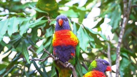 A-pair-of-beautiful-rainbow-lorikeets,-trichoglossus-moluccanus-with-vibrant-colourful-plumage-spotted-perching-on-the-tree,-wondering-around-the-surrounding-environment-in-its-natural-habitat