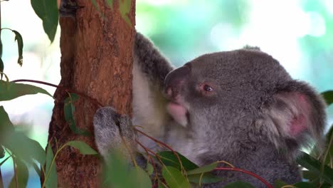Close-up-shot-of-a-cute-and-fluffy-herbivorous-northern-koala,-phascolarctos-cinereus-eating-delicious-eucalyptus-leaves-at-wildlife-sanctuary,-Australian-native-animal-species