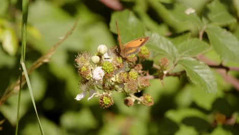 Shot-of-gatekeeper-butterfly-Pyronia-Tithonus-on-wild-blackberry-blossom