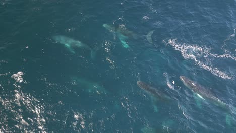 Schwärme-Von-Buckelwalen-Schwimmen-über-Den-Blauen-Pazifischen-Ozean-Und-Blasen-Wasserfontänen