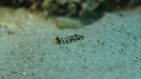 Colorful-Tiger-Flatworm-following-chemical-scents-on-the-sandy-ocean-floor