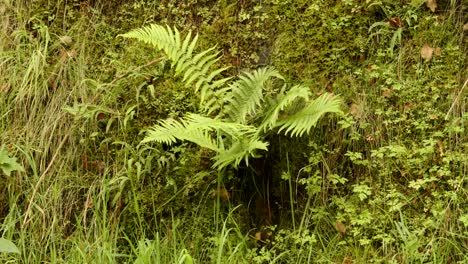 Fern-Bracken-growing-out-of-the-railway-bank-at-Cynonville-Station