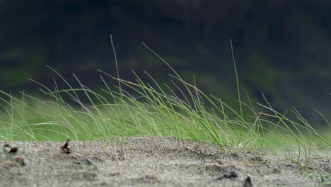 Close-up-shot-of-swaying-grass-in-front-of-dark-mountains