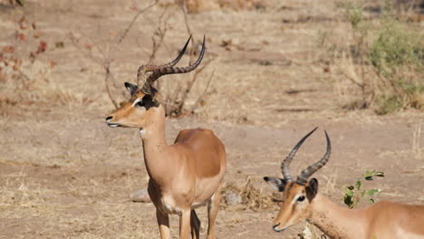 Mittelgroße-Antilopen-Impalas-In-Der-Savannenwüste-Im-Südlichen-Afrika