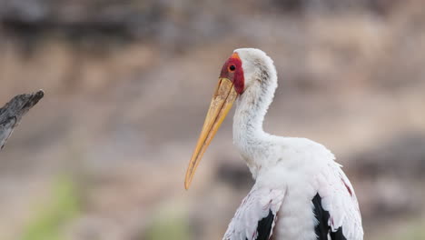 Preening-Yellow-billed-Stork-Bird-In-Africa