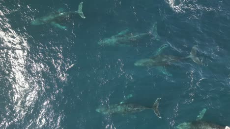 Manada-De-Majestuosas-Ballenas-Nadando-En-Las-Aguas-Azules-Del-Océano-Pacífico,-Las-Juguetonas-Criaturas-Marinas-Gigantes