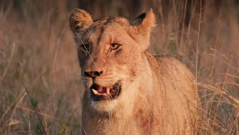 African-Lion-Looking-Around-In-Wild-Savannah-During-Sunset
