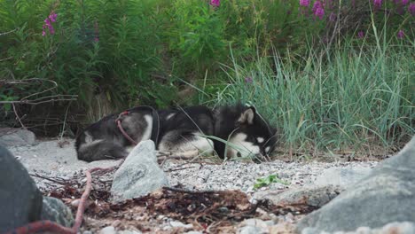 Perro-Husky-Siberiano-Durmiendo-Pacíficamente-En-El-Campamento
