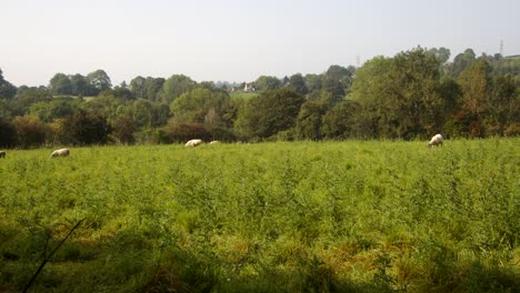 Field-with-sheep-at-Carsington-water