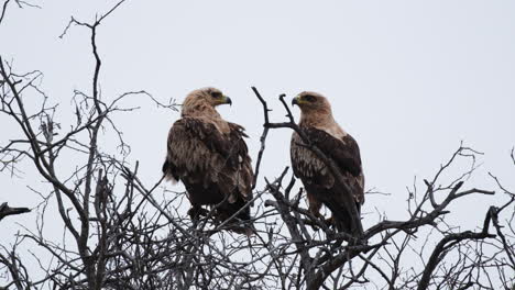 A-Pair-Of-Golden-Eagles-Resting-Over-Dried-Tree-Branches-In-The-Wilds