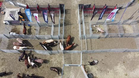 Drone-view-of-horses-and-bulls-at-a-small-town-rodeo