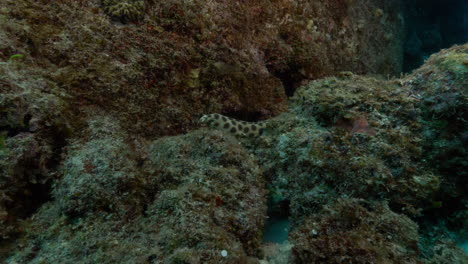 A-mesmerizing-spotted-snake-eel-gracefully-swims-up-an-underwater-volcanic-rock