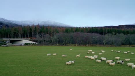 Ovejas-Pastando-En-Un-Campo-Con-Un-Pintoresco-Bosque-Y-Una-Montaña-Al-Fondo