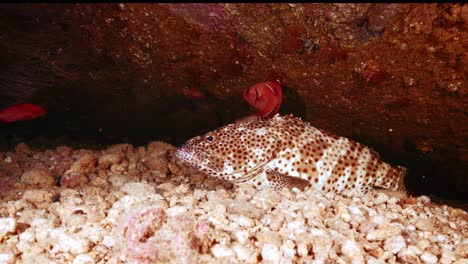 Cute-honeycomb-grouper-calmly-lying-on-the-ocean-floor