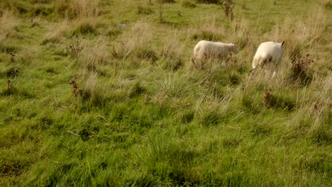 Mid-shot-of-two-sheep-grazing-grass-and-walking-out-of-Frame,-at-Carsington-water-dam-from-the-dam-trail