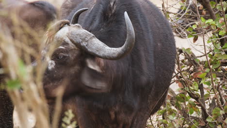 Vogel-Pflegt-Nase-Und-Kopf-Des-Afrikanischen-Büffels