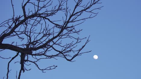Crescent-moon-behind-a-winter-tree,-glowing-in-a-clear-twilight-sky