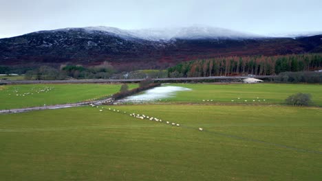 Aerial-footage-of-herd-of-sheep-walking-on-green-pasture