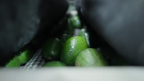 AVOCADO-PACKING-HOUSE-CLOSE-UP-OF-AVOCADOS-IN-A-CLEANING-MACHINE