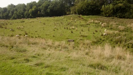 Field-of-sheep-grazing-grass-at-Carsington-water-dam-from-the-dam-trail