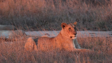 Erwachsene-Afrikanische-Löwin-Ruht-über-Goldenen-Feldern-In-Der-Savanne