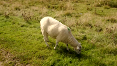 Mittlere-Aufnahme-Eines-Schafes,-Das-Gras-Am-Wasserdamm-Von-Carsington-Weidet,-Vom-Staudammweg-Aus