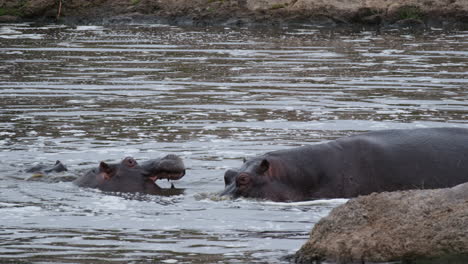 Un-Mamífero-Ungulado-Africano-Anfibio-Con-Hipopótamo-Sobre-El-Río.