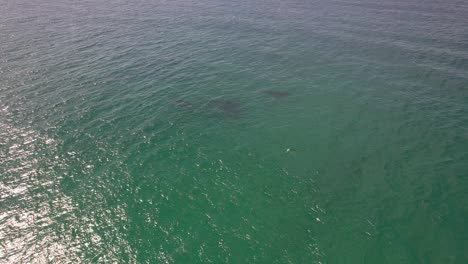 Humpback-Whales-In-The-Turquoise-Sea-In-New-South-Wales,-Australia---aerial-drone-shot