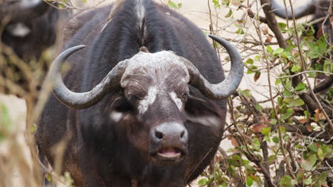 Close-Up-Portrait-Of-An-African-Buffalo-On-The-Wild-Park