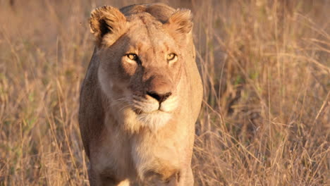 Afrikanischer-Löwe-Schüttelt-Den-Kopf,-Während-Er-über-Die-Savanne-Läuft