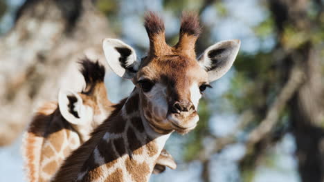 Close-Up-Head-Shot-Of-A-Three-Horned-Giraffe-In-Nature-Reserve-Park-In-North-Africa
