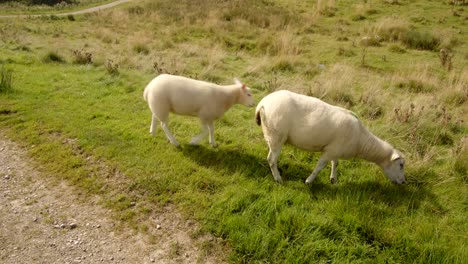 Mittlere-Aufnahme-Von-Zwei-Schafen,-Die-Vom-Dammweg-Aus-Gras-Am-Wasserdamm-Von-Carsington-Weiden