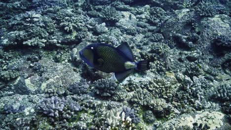 Huge-TItan-Tfriggerfish-searching-for-food-on-the-colorful-volcanic-reef