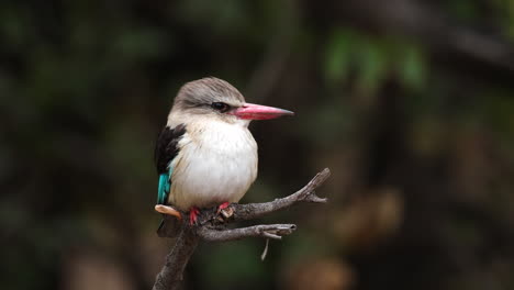 The-Brown-hooded-Kingfisher-Bird-Species-In-Sub-Saharan-Africa