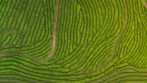 Bird's-eye-top-down-view-of-green-tea-plantations-in-Sao-Miguel,-Azores---Portugal