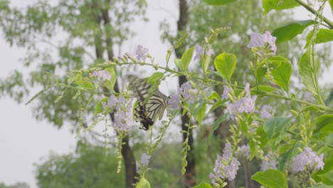 Bunte-Schmetterlinge-Sind-In-Den-Blumen-Beschäftigt