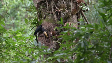 Flying-in-from-the-left-sideof-the-frame,-the-Oriental-Pied-Hornbill-Anthracoceros-albirostris-brings-food-for-its-mate