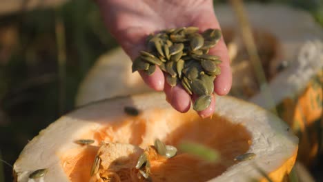 Pumpkin-Seeds-Pulled-Out-from-a-Freshly-Cut-Pumpkin-in-a-Field-Close-Up-Shot