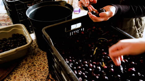 Top-view-of-two-women-sorting-the-firmest-pitted-black-olives-from-a-batch