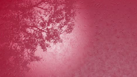 3D-Rendering-Animation-Eines-Pflanzenbaums-Mit-Rotem-Sonnenuntergangs-Wärmeeffekt-Und-Regentropfen-Auf-Glas
