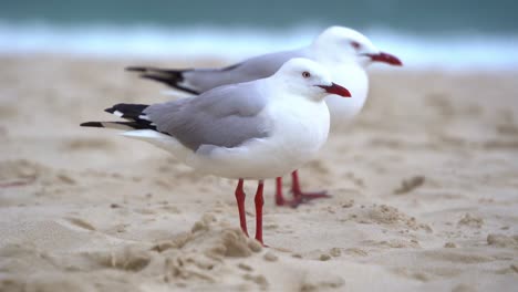 Australian-silver-gull,-chroicocephalus-novaehollandiae-perched-on-the-golden-sandy-beach-against-the-winds-in-the-coastal-environment,-handheld-motion-close-up-shot