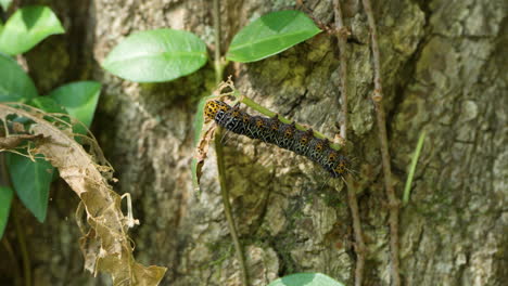 Eight-spotted-forester-caterpillar-on-Vine-Stem-in-Forest