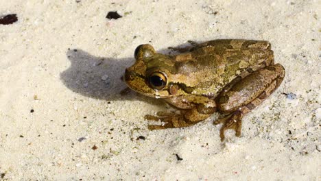 Static-video-of-a-Cuban-Tree-Frog-Osteopilus-septentrionalis-on-sand-in-the-Bahamas