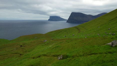 Woman-walking-next-to-sheeps-in-the-grasslands-of-Kalsoy,-Faroe-Islands